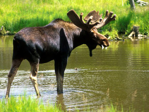 l'elan est un animal dangereux